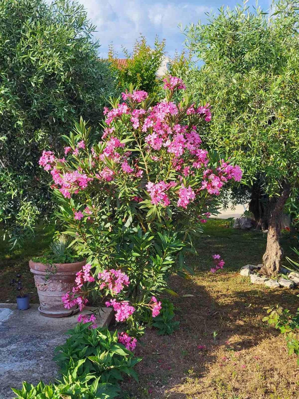 Apartamento Olive Grove Vodice Exterior foto